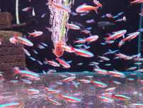 PAKIET 100szt Neon czerwony od Neon Zoo