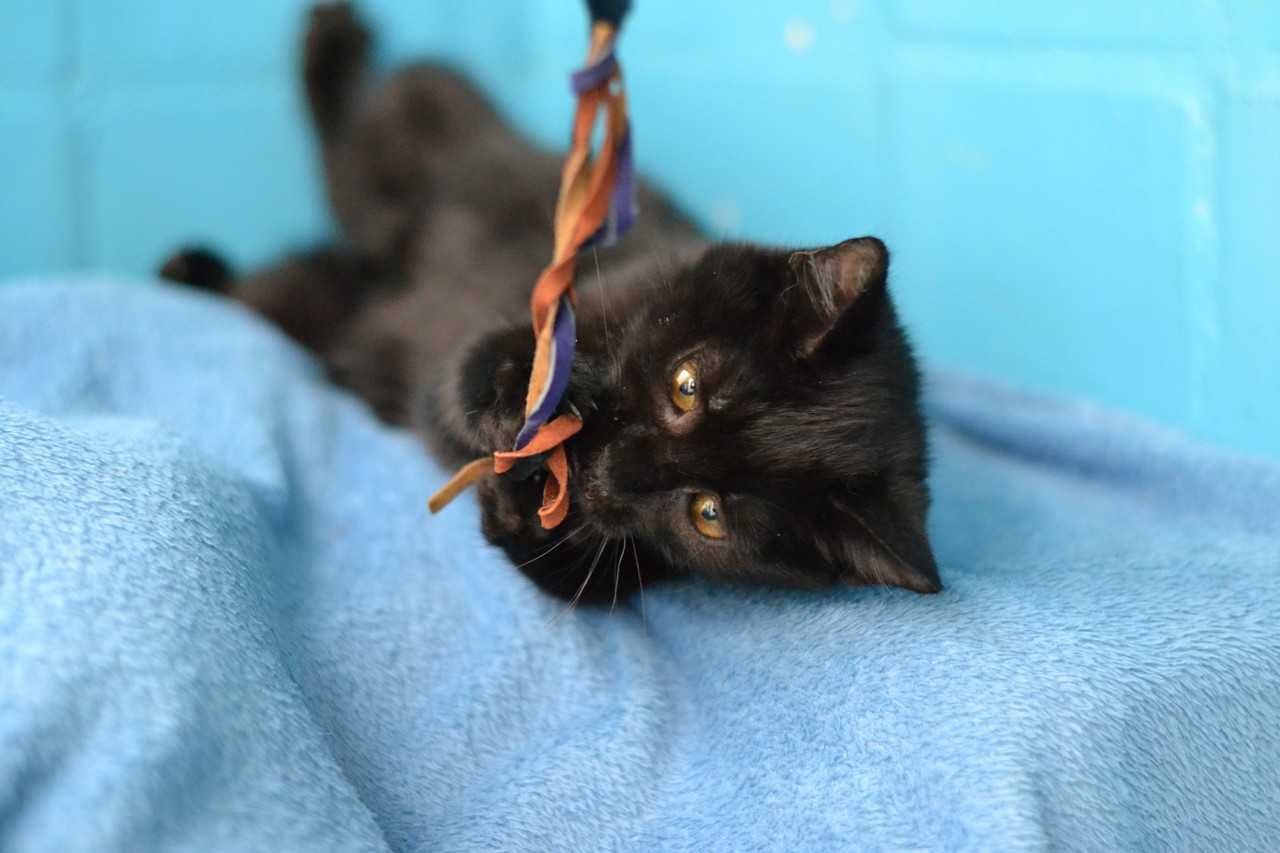 чорний котик який дуже любить цілуватися 8м