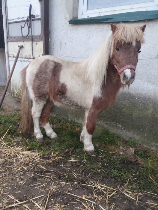 Kucyk ogierek srokaty