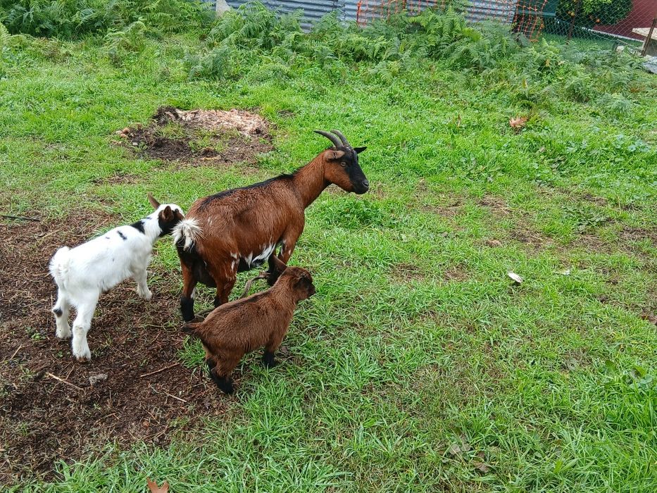 Vendo uma cabra anã com crias