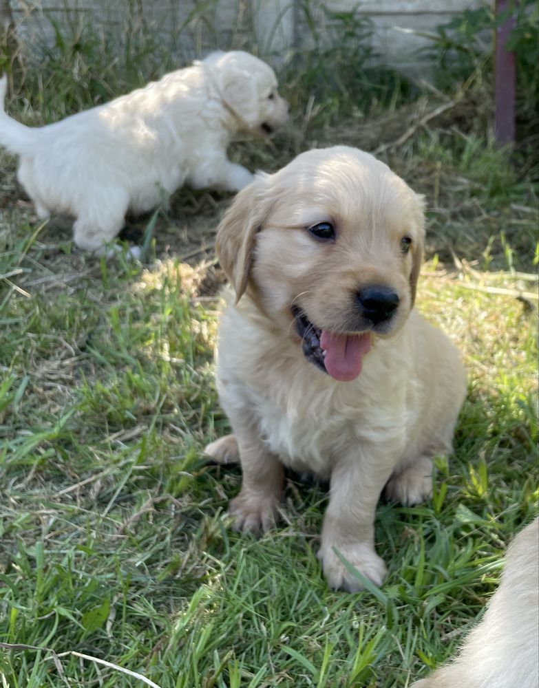 Szczeniak Golden Retriever