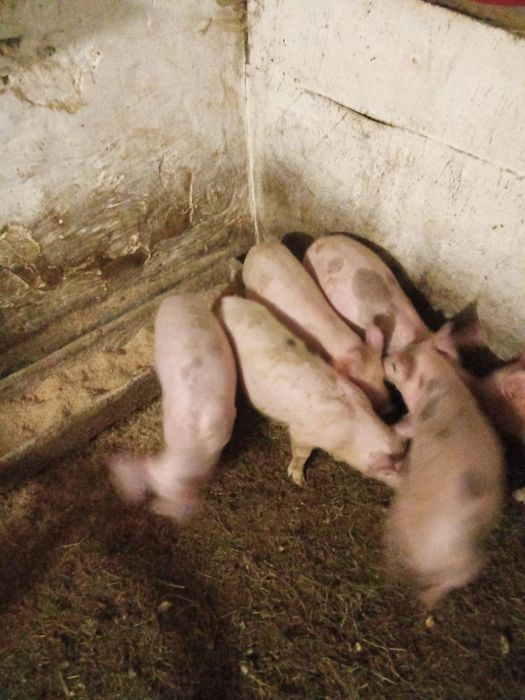 Продам поросята петрен