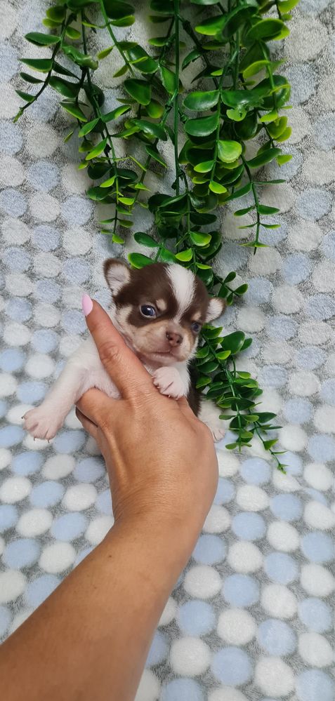 Estupendo Chihuahua de Qualidade. Linhagem Russa