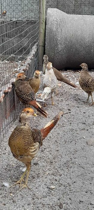 Cocós, faisões e patos