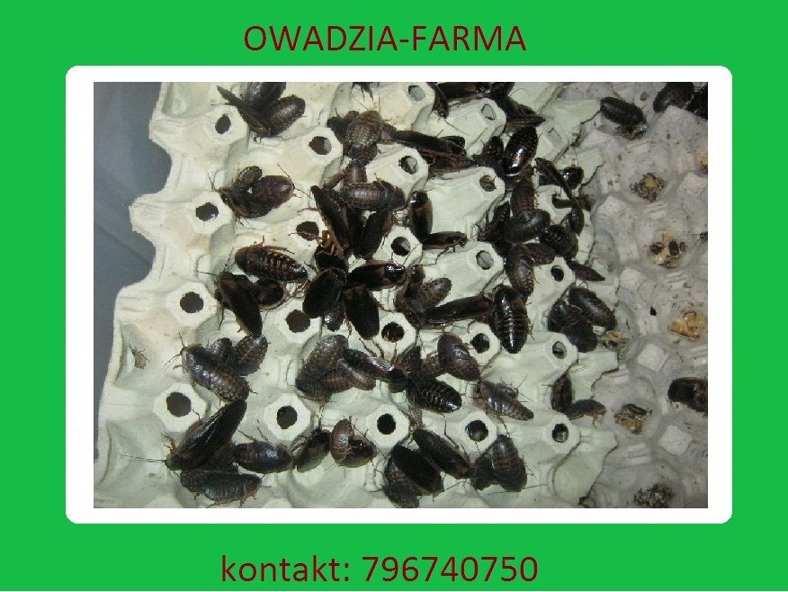 Karaczany Argentyńskie Dubia 3,5-5cm 10szt Dorosłe CZĘSTOCHOWA