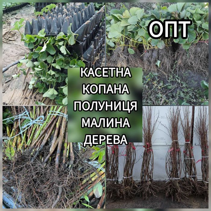Розсада Полуниці Саджанці Малини Плодові дерева Рассада Клубники