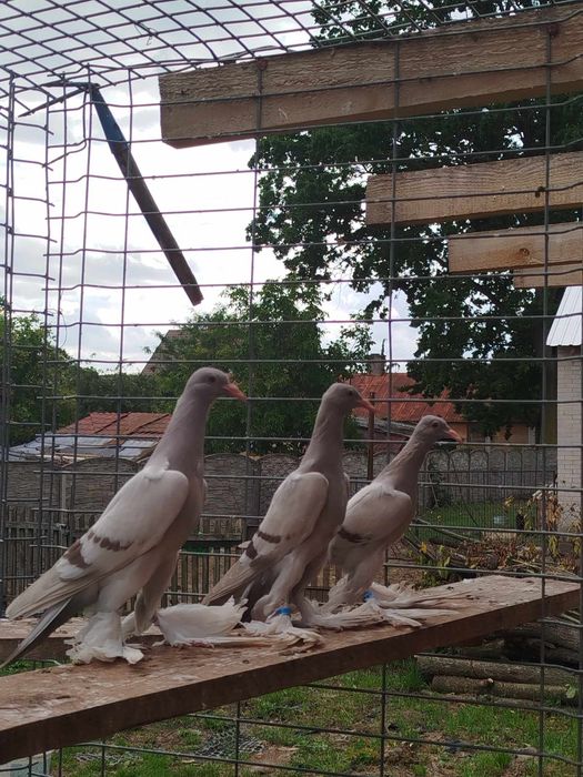 Bociany śląskie i nie tylko