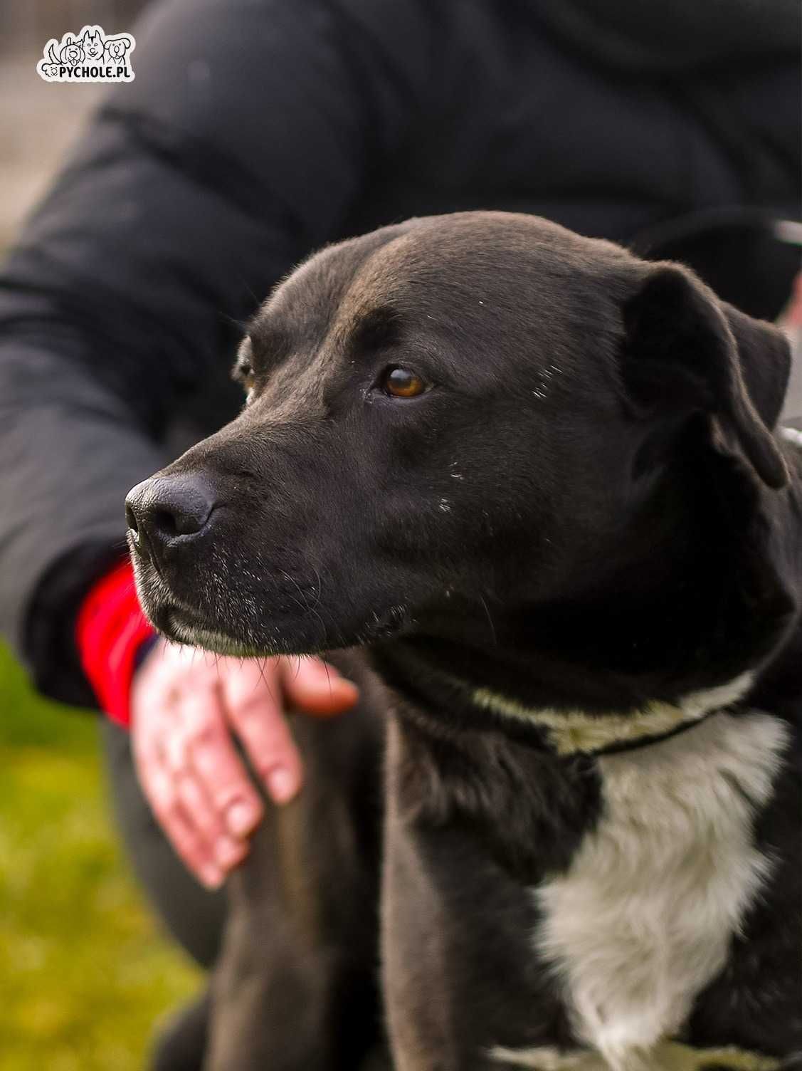 Pedro - senior w typie labradora do adopcji ! Musi opuścić schronisko