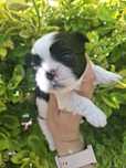 Shih tzu sunia z genem czekoladowym