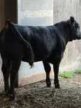 Touro angus puro