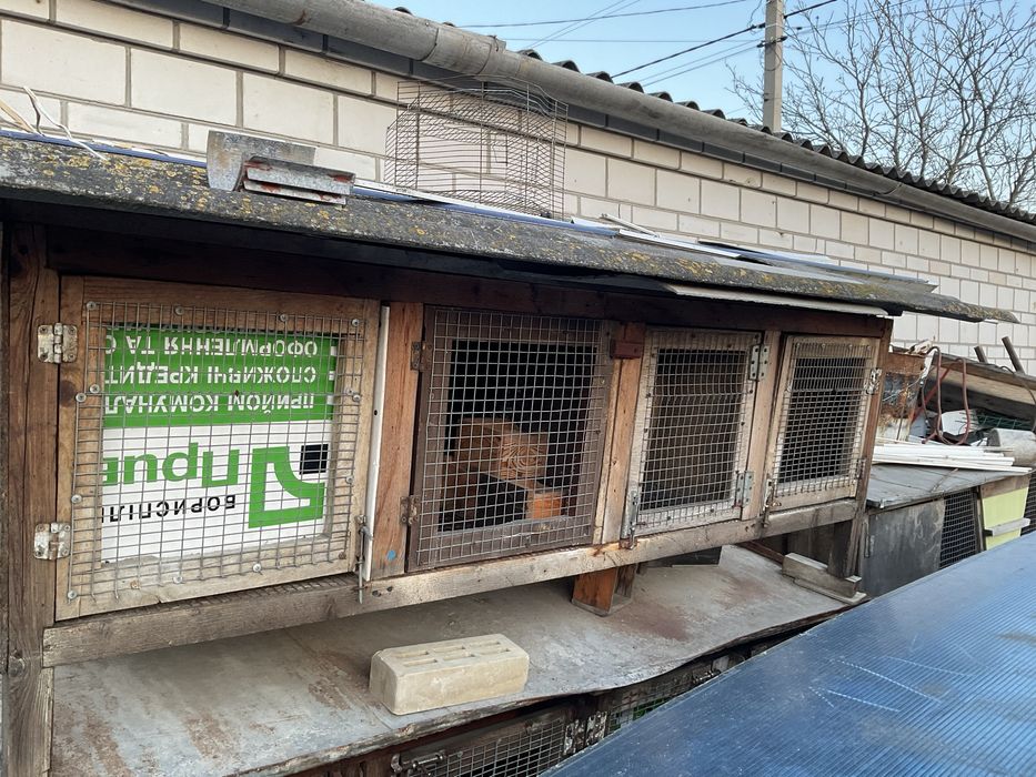 Клітки для кролів