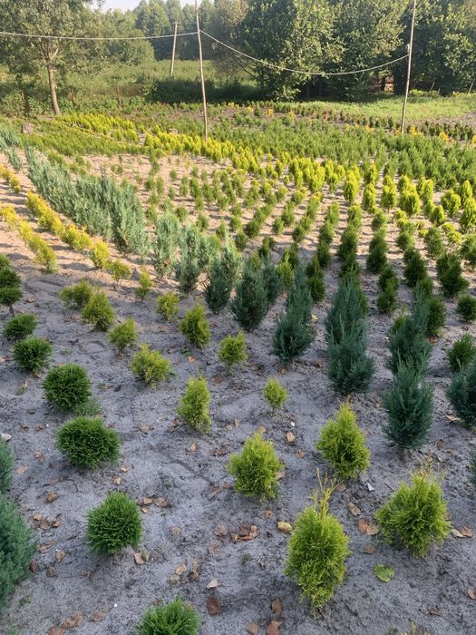 Смарагд туя колумна ауреа нана кипарисовик ялівець