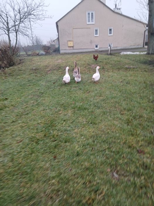 Sprzedam Gęsi białe i kubańskie