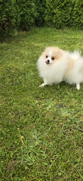 Szpic miniaturowy piesek biało rudy