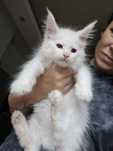 Maine coon Felis Polonia kocurek