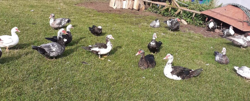 Kaczki francuskie ekologiczne