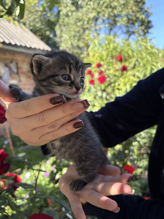 Кошеня в добрі руки