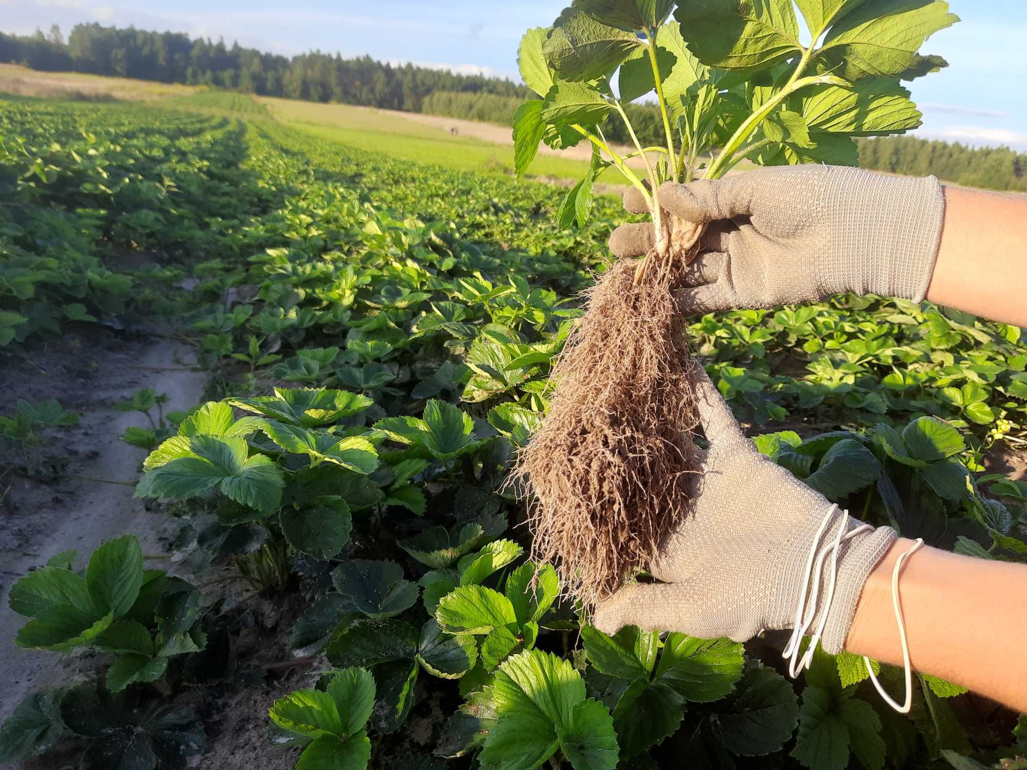 Sadzonki truskawek najlepsze w kraju wysyłka natychmiastowa