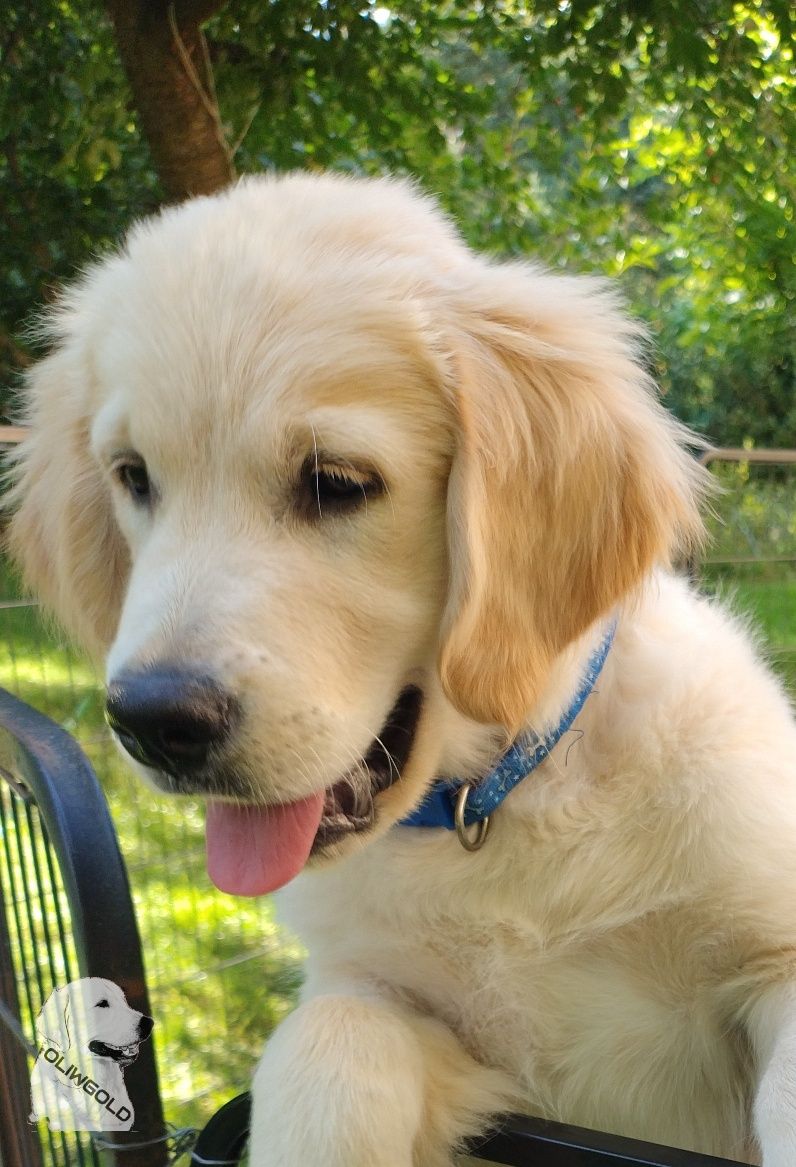 Golden retriever ZKwP FCI