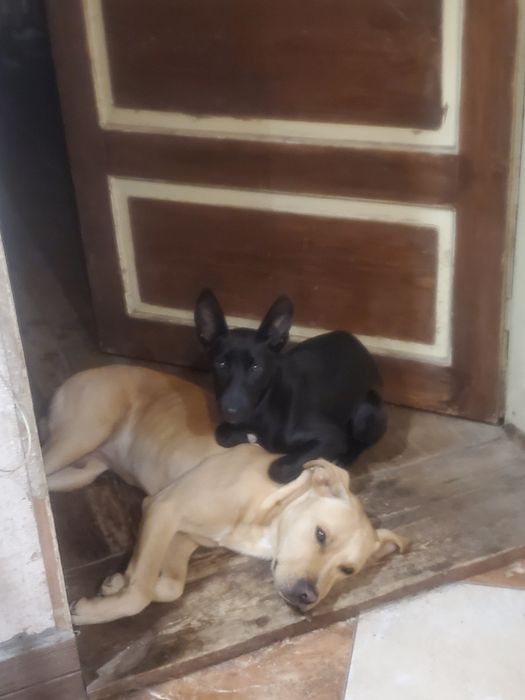 Віддам в добрі руки метиси тато стаф мама двортерєр