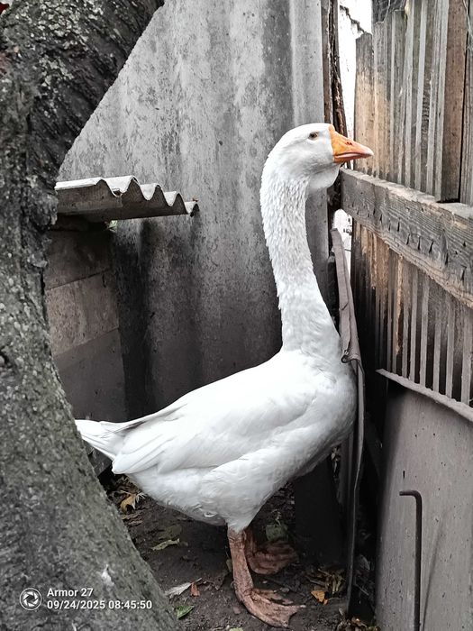 Продам гусей на розвід