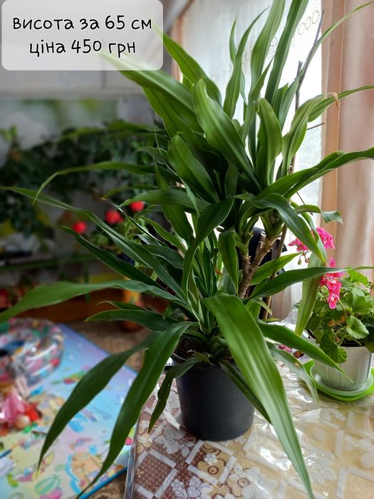 Вазони панданус чи вінтова пальма