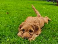 Cocapoo Cocker spaniel+pudel
