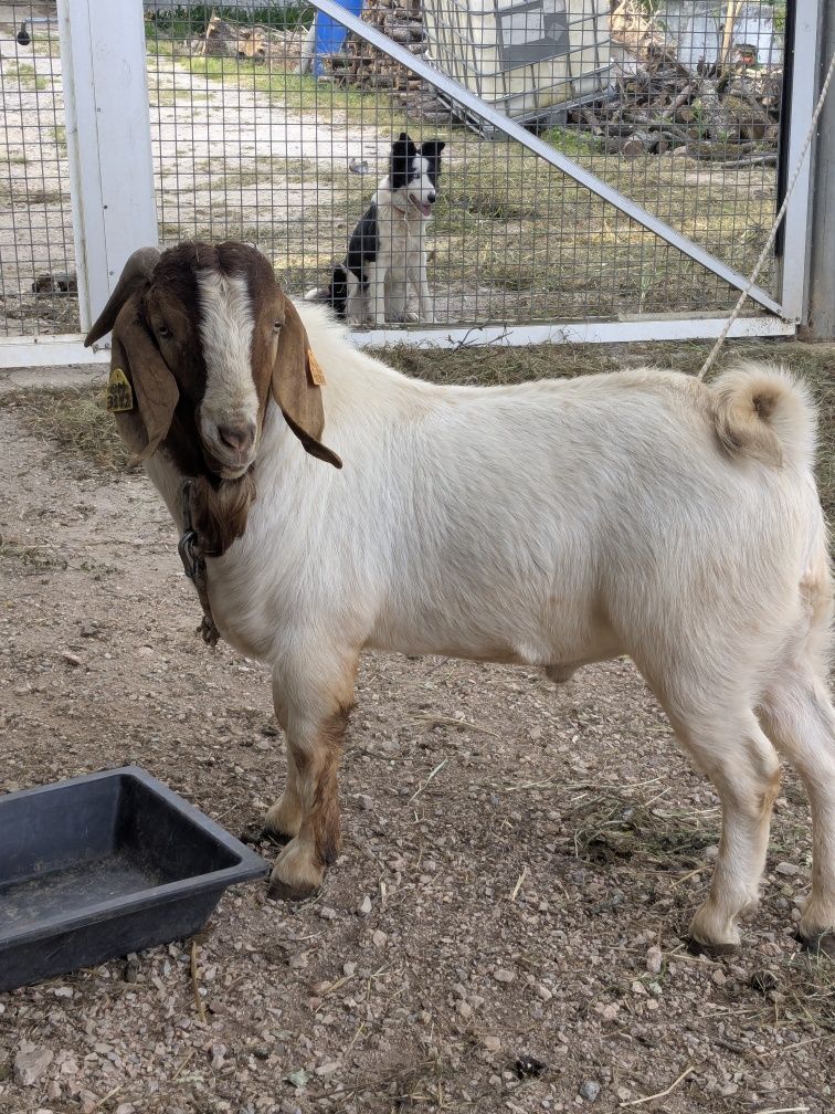 Cabrito Boer macho puro