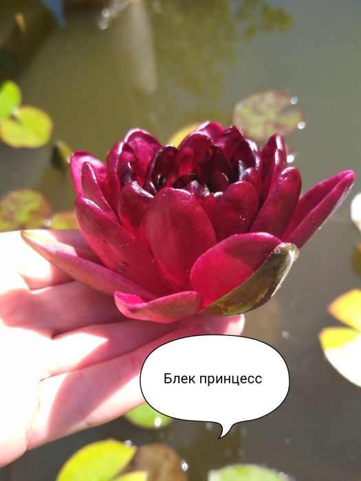 Нимфеи для вашего пруда от 100 грн и выше.