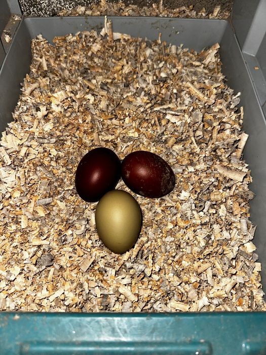 Ovos de chocolate raça Marans