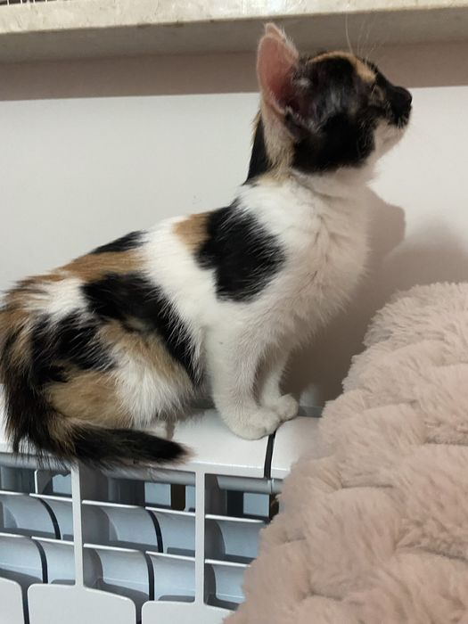 Oddam małe kotki w dobre ręce!!!