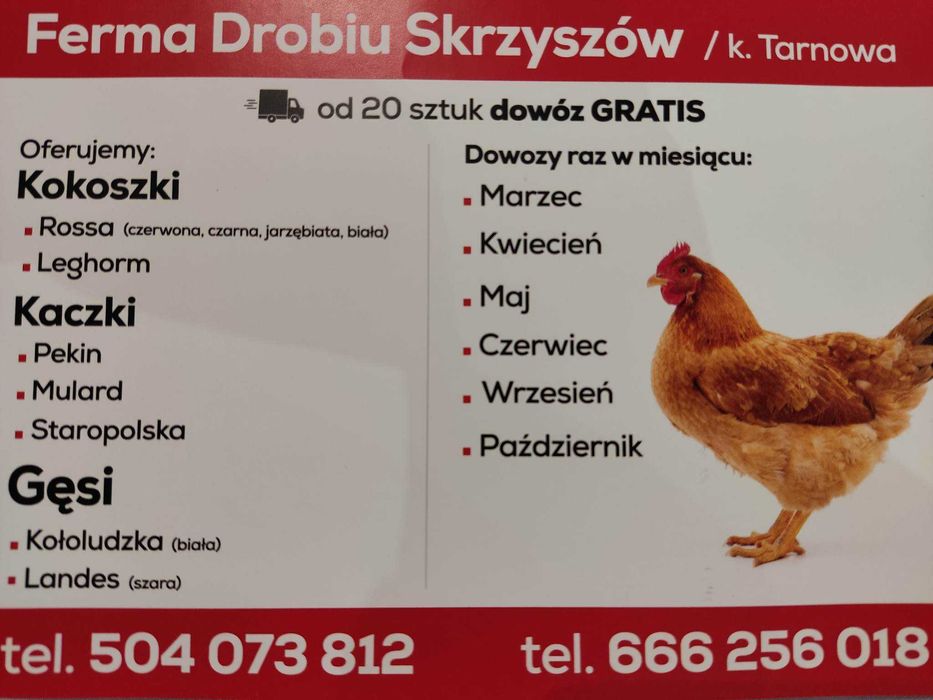 Kokoszki, nioski od 20 sztuk dowóz GRATIS