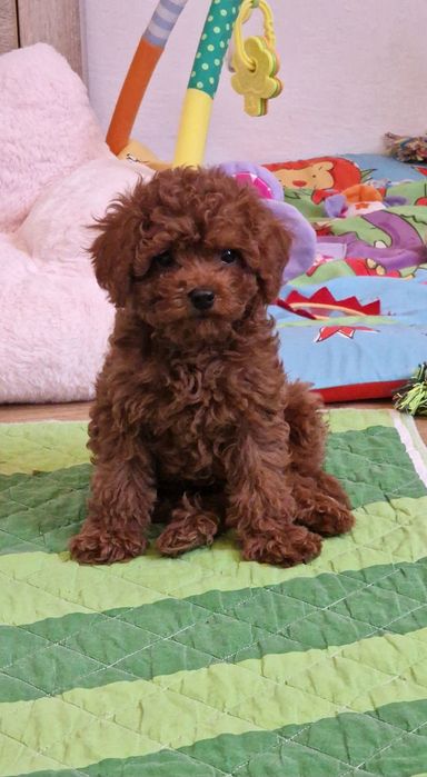 Pudel toy,  piesek,  red-brown