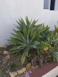 Catos agave grandes.