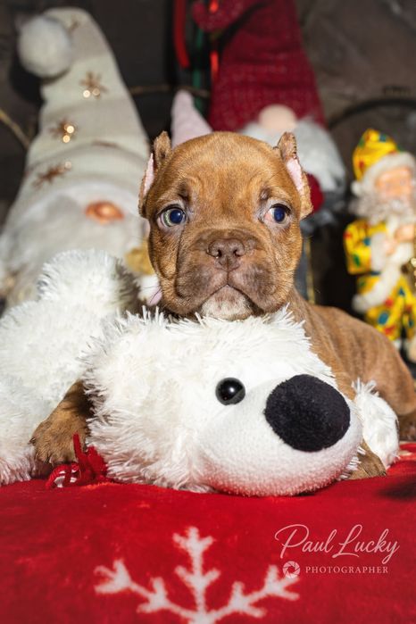 Малюк Цинамончик