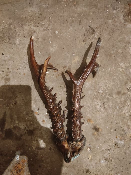 Продам роги оленя