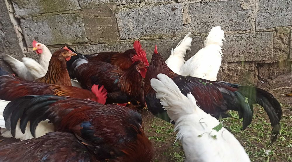 Koguty leghorn i włoszka 2025