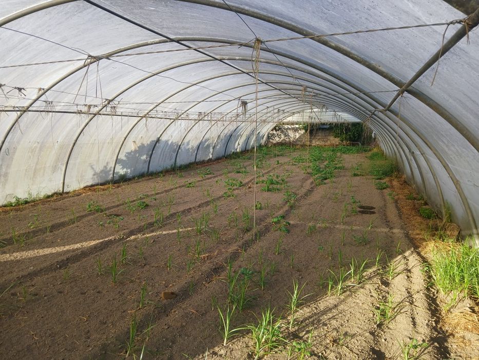 Estufas agrícolas
