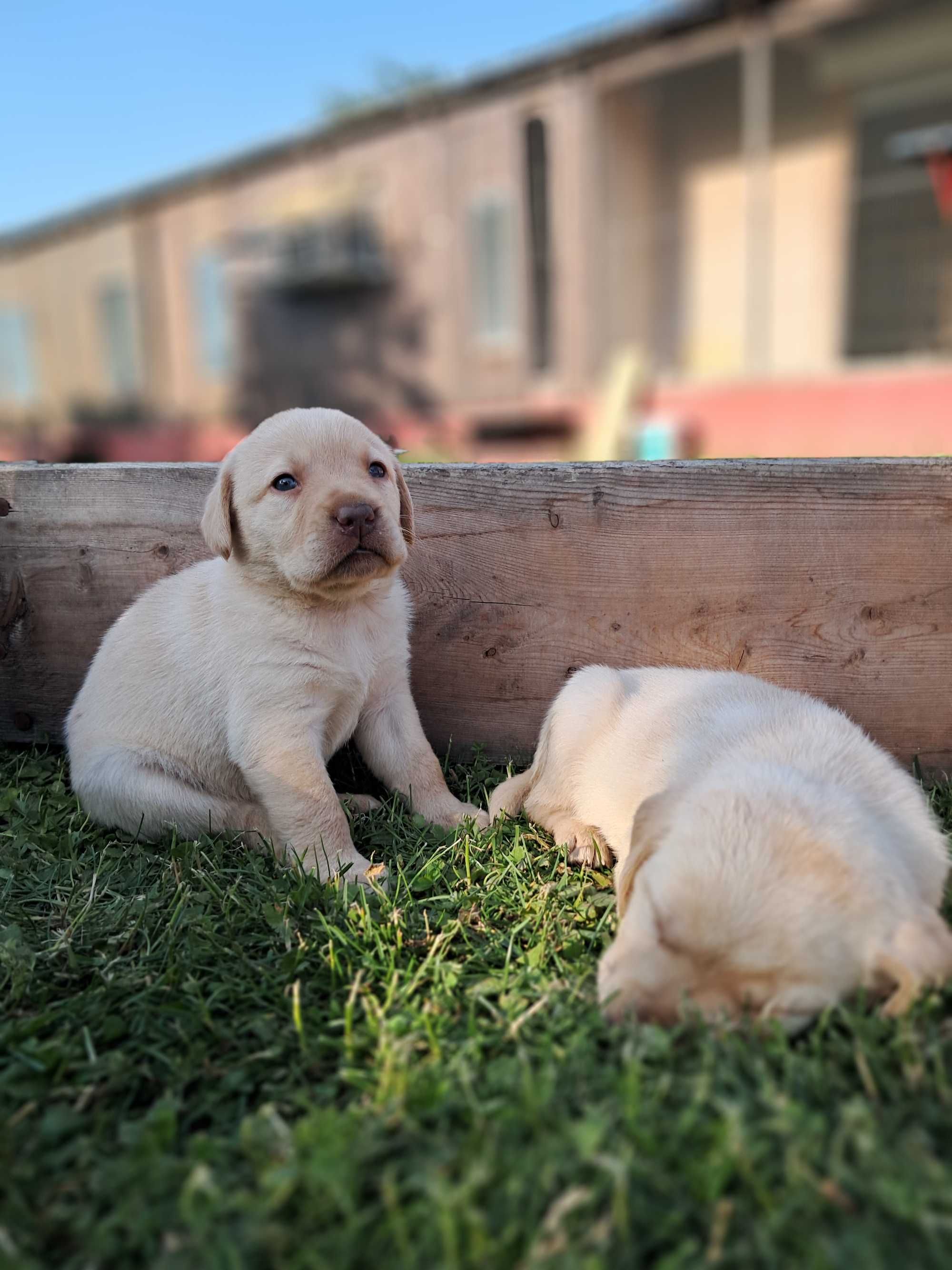 Sprzedam Labrador retriever