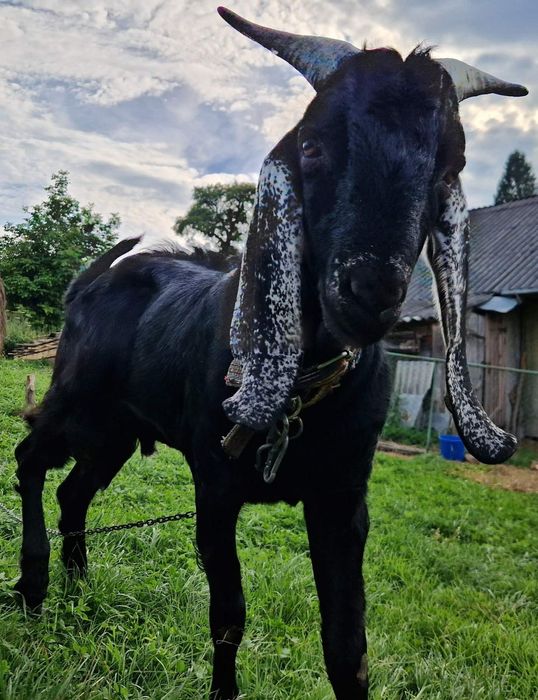 Продам або бміняю цапок 62.5 Ан 37.7Каморі, вік 14 місяці.