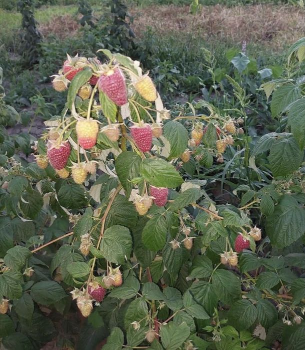 Саджанці Малини Ремонтантна