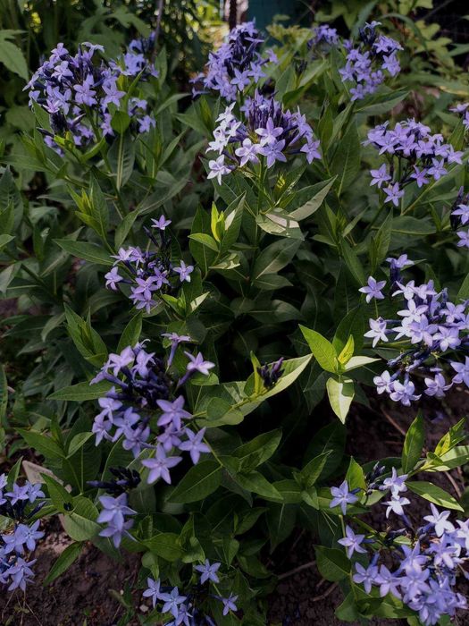 Амсонія, ларіопе, вероніка Сива дама, ірис Спурія