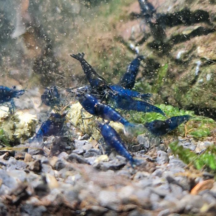 Neocaridina davidi (Var. Blue Dream)