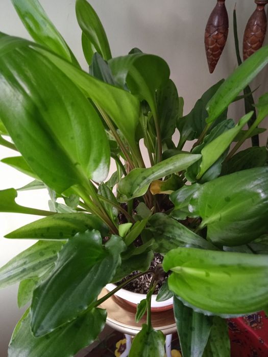 Дріміопсис, кімнатна рослина