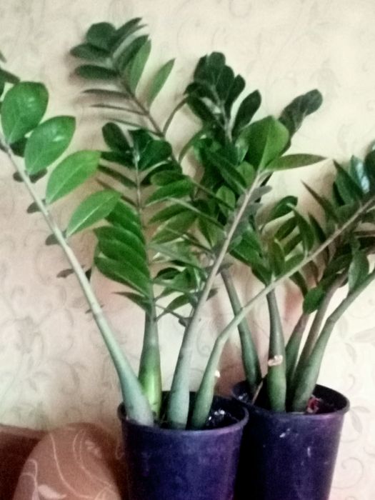 Продам замиакульккус