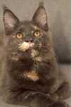 Maine coon koteczka Malaga