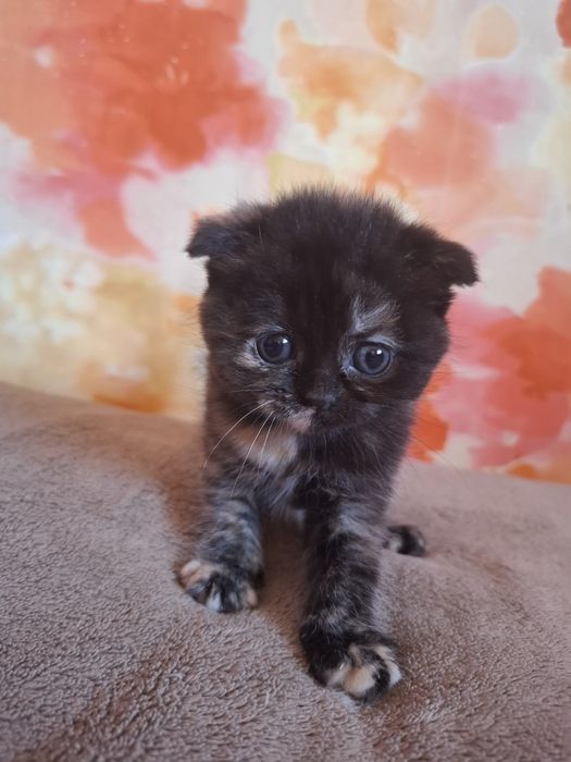 Кошенята шукають собі дім