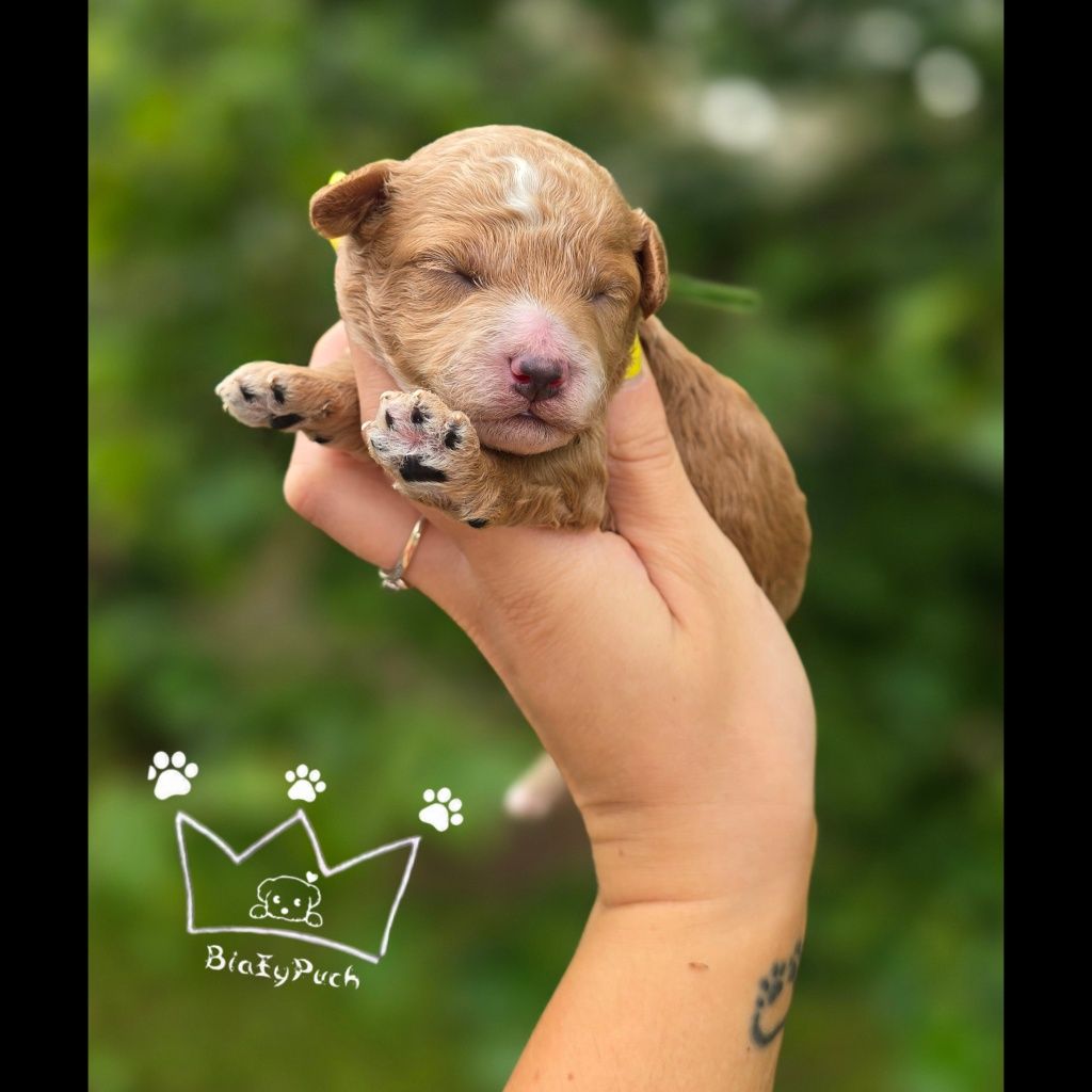 Maltipoo pudel toy red loki białe badania paszport wyprawka