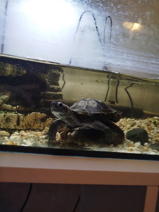 Żółw / gad/ akwarium