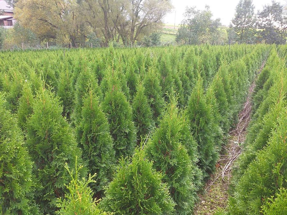 Tuja szmaragd PRODUCENT 30 - 150 cm - RABATY